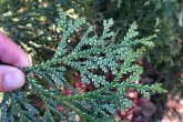 Thujopsis dolabrata (Japanese thuja) - underside