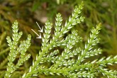 Thujopsis dolabrata (Japanese thuja) - lateral scales, underside