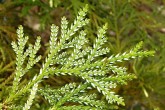 Thujopsis dolabrata (Japanese thuja) - decorative woody plant with white stripes on the underside of the scales