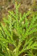 Thujopsis dolabrata (Japanese thuja) - upper side