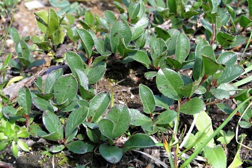 Salix alpina (Alpine willow) - like a rock