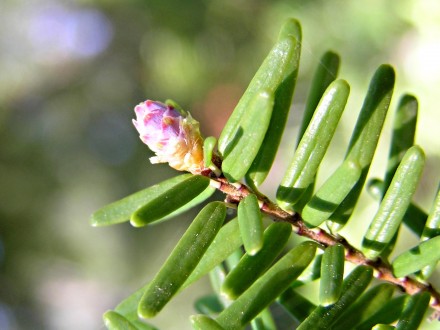 Tsuga caroliniana - ♀ cone