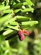 Tsuga caroliniana - ♂ cones