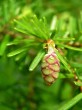 Tsuga caroliniana - ♀ cone