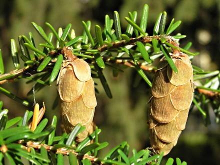 Tsuga caroliniana - cones