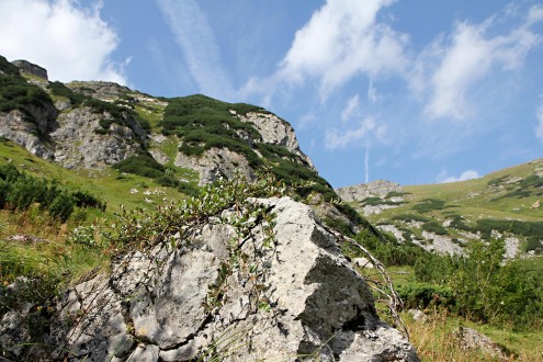 Salix alpina (Alpine willow)