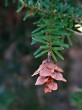 Tsuga caroliniana - ripe open cone