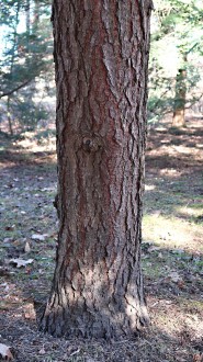 Tsuga caroliniana - bork