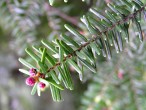 Tsuga caroliniana - ♂ cones