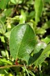 Salix alpina (Alpine willow)