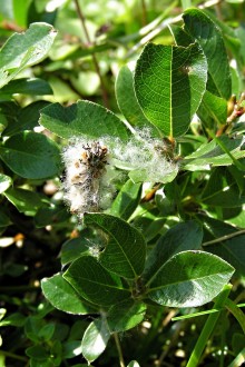 Salix alpina (Alpine willow) - bursting capsules releasing fluffy achenes