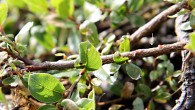 Salix alpina (Alpine willow) - the bark is similar to the common hazel (Corylus avellana)