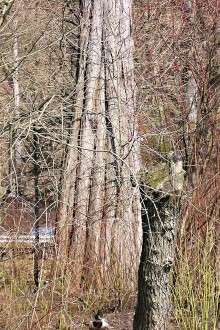 Taxodium distichum (Baldcypress, Double row yew) - thickened ground of the trunk with significant root growths (muscularity)