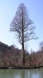 Taxodium distichum (Baldcypress, Double row yew) - Trenčianske Teplice spa park (photo: Igor Boledovič, 10/2005) )