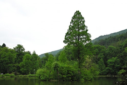 Taxodium distichum (Baldcypress, Double row yew) - Trenčianske Teplice spa park (photo: Igor Boledovič, 10/2005)