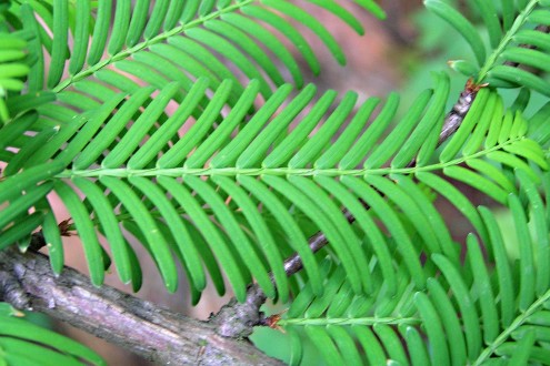 Taxodium distichum (Baldcypress, Double row yew) - needles on brachyblast