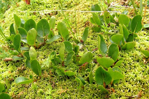 Salix herbacea (Herbal willow)