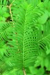 Taxodium distichum (Baldcypress, Double row yew) - needles on brachyblast, upper side