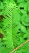 Taxodium distichum (Baldcypress, Double row yew) - needles on brachyblast, lower side