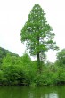 Taxodium distichum (Baldcypress, Double row yew) - Trenčianske Teplice spa park (photo: Igor Boledovič)