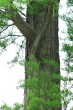 Taxodium distichum (Baldcypress, Double row yew) - bork (photo: Igor Boledovič)