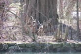 Taxodium distichum (Baldcypress, Double row yew) - breathing roots (photo: Igor Boledovič)