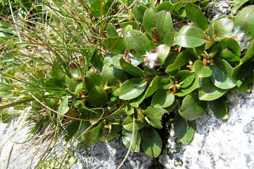 Salix herbacea (Herbal willow) - bursting capsules releasing fluffy achenes