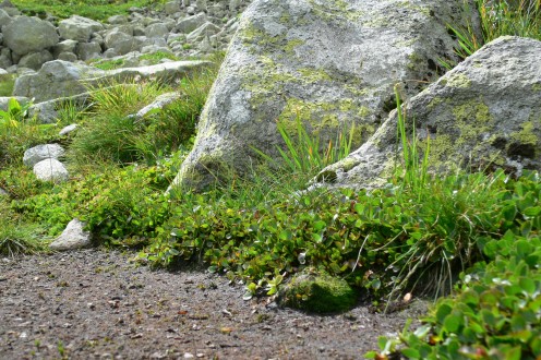 Salix herbacea (Herbal willow) - snow bed - a place where snow cover remains for a long time