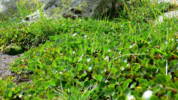 Salix herbacea (Herbal willow) - continuous carpet