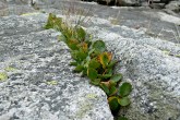 Salix herbacea (Herbal willow) - blown rock crevice