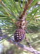 Pinus halepensis - the cone grows on prominent, downwardly bent, 1 - 2 cm long, rather thick stalks (an important distinguishing feature)