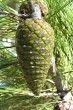 Pinus halepensis - the fruit is a cone