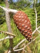 Pinus halepensis - the fruit is a cone, narrowly conical, yellow-brown to reddish-brown