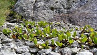 Salix herbacea (Herbal willow) - on lying gravel crumbs