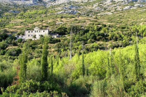 Pinus halepensis - Kučište, Pelješac, Croatia (8/2007)