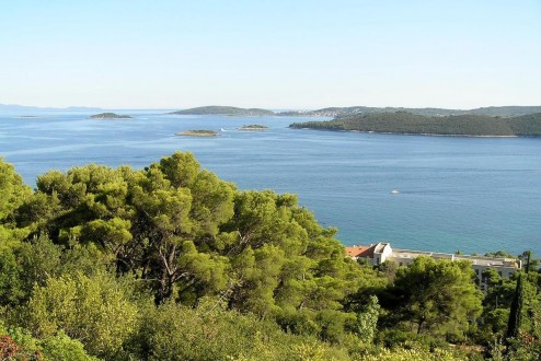 Pinus halepensis - Kučište, Pelješac, Croatia (8/2007)