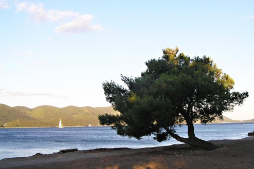 Pinus halepensis - Kučište, Pelješac, Croatia (8/2007)