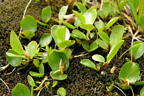 Salix herbacea (Herbal willow) - an inconspicuous ornament of the alpine zone