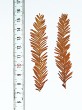 Taxodium distichum (Baldcypress, Double row yew) - needles turn brown in autumn and fall together with the twig (brachyblast)