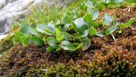 Salix herbacea (Herbal willow)