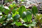 Salix herbacea (Herbal willow) - a company of two inconspicuous alpine willows - the bilina willow (Salix herbacea) and the dull willow (Salix retusa)