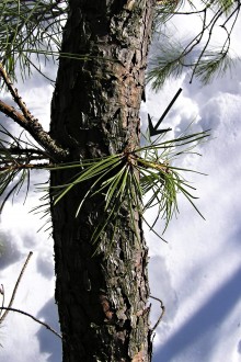 Pinus rigida - a distinctive feature is the frequent adventitious shoots on older branches and trunks, which are short with densely grouped needles