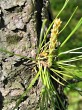 Pinus rigida - a distinctive feature is the frequent adventitious shoots on older branches and trunks, which are short with densely grouped needles