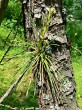 Pinus rigida - a distinctive feature is the frequent adventitious shoots on older branches and trunks, which are short with densely grouped needles