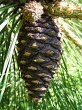 Pinus rigida - fruit is a cone