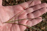 Pinus rigida