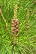 Pinus rigida - ♂ cones