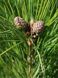 Pinus cembra - ♀ cones