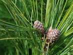 Pinus cembra - ♀ cones