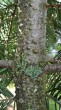 Abies grandis - bark with many resin bubbles